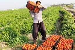 پشت پرده پرواز قیمت رب گوجه فرنگی در قطب تولید گوجه فرنگی