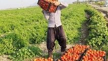 پشت پرده پرواز قیمت رب گوجه فرنگی در قطب تولید گوجه فرنگی
