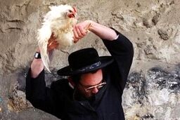 مرغی که از خجالت شهرک‌نشین صهیونیست درآمد!