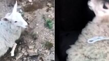 عاقبت گوسفندی دزدی در روز روشن! 