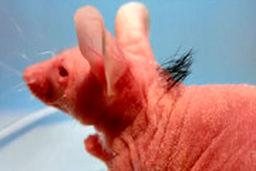 خلق موجوداتی از ترکیب انسان و حیوان برای تولید اعضای بدن!