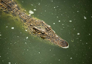 استتار بی‌نظیر کروکدیل در برکه