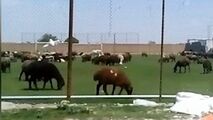 زمین چمن فوتبال یا چراگاه گوسفندان؟! 