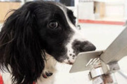  شناسایی بیماران کرونایی توسط سگ‌ها