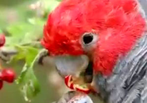 زاویه‌ای متفاوت از لحظه غذا خوردن طوطی کاکاتو