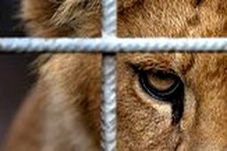 حمله شیر به یک مرد از داخل قفس