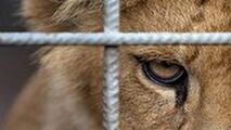 حمله شیر به یک مرد از داخل قفس