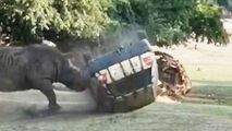 حمله کرگدن عصبانی به خودرو کارمند باغ وحش
