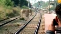 فیل وحشت‌‎زده سبب تخریب روستا شد