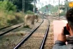 فیل وحشت‌‎زده سبب تخریب روستا شد