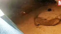 حمله غافلگیرکننده پلنگ به سگ نگهبان!