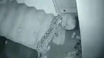 حمله غافلگیرانه پلنگ به سگ بیچاره 
