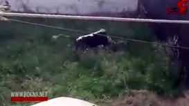  فرار گاو خشمگین پس از حمله به چند مرد