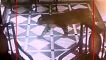 لحظه ورود ناگهانی ببر به لابی هتل!