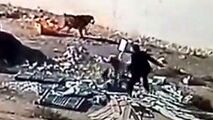 سگی که صاحبش را از چنگال سگ ولگرد نجات داد