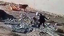 سگی که صاحبش را از چنگال سگ ولگرد نجات داد