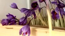 تولید زعفران، بدون آب و خاک!