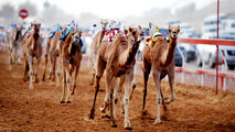 گزارشگریِ حماسی مسابقه شترهای حکام حاشیه خلیج فارس! + فیلم 