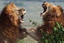 جنگ خونین ۲ شیر نر خشمگین با یکدیگر 