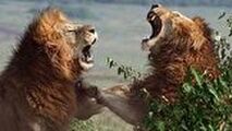 جنگ خونین ۲ شیر نر خشمگین با یکدیگر 