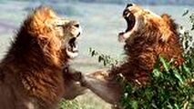 جنگ خونین ۲ شیر نر خشمگین با یکدیگر 