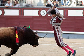 زجرکش کردن گاو در فرهنگ اسپانیایی‌ها + فیلم(۱۸+)