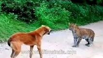 ویدیو| حمله پلنگ به یک سگ و واکنش دیدنی هر دو!
