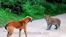 ویدیو| حمله پلنگ به یک سگ و واکنش دیدنی هر دو!