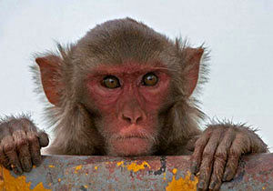 دوچرخه سواری دیدنی یک میمون