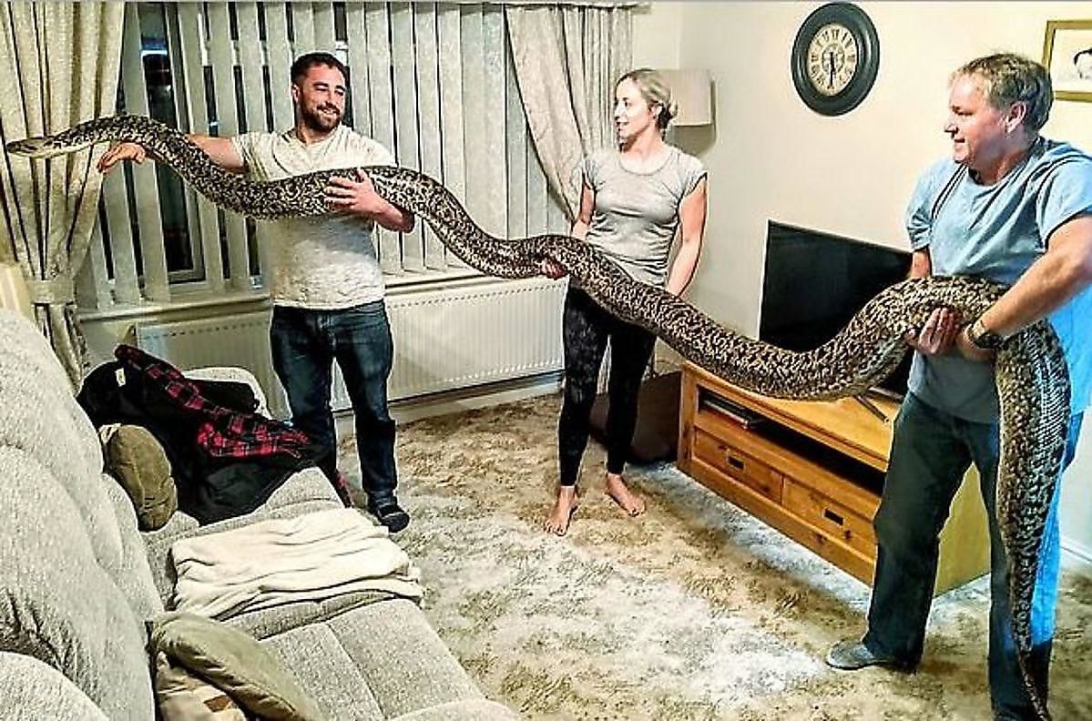 مار پیتون ۵/۵ متری هم‌خانه ترسناک جوان انگلیسی