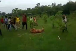 صحنه دلخراش حمله ۳۰ نفره به ببر ۵ ساله‌!