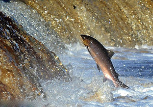 دستگاهی که مسیر تردد ماهی‌های پشت سد مانده را باز می‌کند