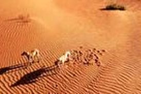 انداختن خرگوش‌ جلوی سگ‌های شکاری برای سرگرمی انسان‌ها