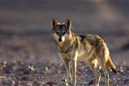 رؤیت یک قلاده گرگ در کوه‌های کرمانشاه