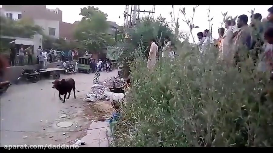 فیلم/ صحنه وحشتناکی که گاو خشمگین برای پیرمرد عصا به دست رقم زد