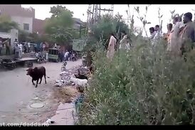 فیلم/ صحنه وحشتناکی که گاو خشمگین برای پیرمرد عصا به دست رقم زد 
