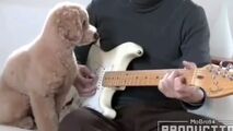 واکنش دیدنی حیوانات به موسیقی