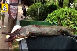 حمله ماهی غول پیکر درنده به دختر خردسال در پارک!