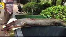 حمله ماهی غول پیکر درنده به دختر خردسال در پارک!