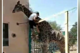 دلیل مرد مجنون برای سواری گرفتن از زرافه: او برادر من است!