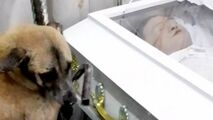 وفاداری باورنکردنی یک سگ به صاحبش تا لحظه مرگ!