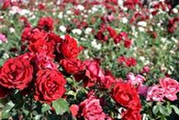 تولید گل رز در دل کویر 