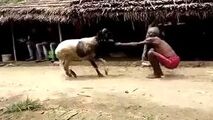مبارزه عجیب پیرمرد هندو با یک گوسفند