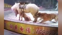 حمله وحشتناک ببر به اسب در سیرک