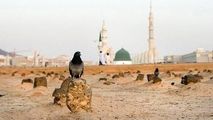 زیارت بقیع در آخرین روز حضور حجاج ایرانی در مدینه +فیلم 