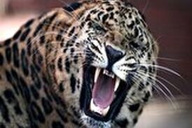 دریده شدن سگ نگهبان توسط پلنگ