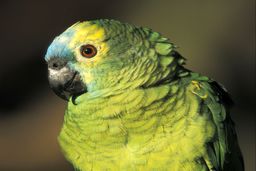 طوطی که حد خود را می‌داند!