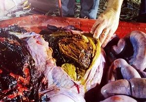 فاجعه زیست محیطی که با کالبدشکافی معده یک نهنگ برملا شد