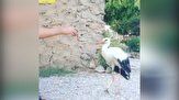 برخورد مهربانانه اهالی روستای ینگجه با لک لک آسیب دیده 