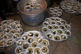 توزیع عصرانه بین زائران در مسیر نجف به کربلا